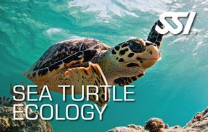 Sea Turtle Ecology Curacao