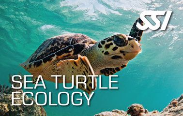 Sea Turtle Ecolog