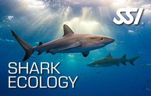 Shark ecology Curacao