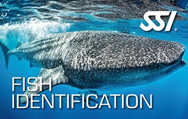 SSI Fish Indentification