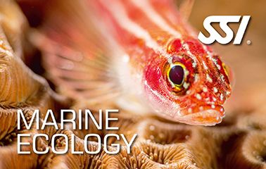 SSI Marine Ecology