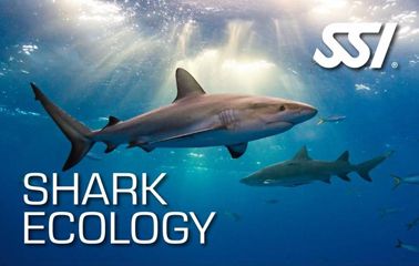 Shark_ecology