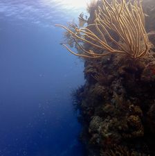 Informatie Deep Diving