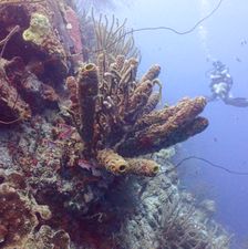 Reserveer Deep Diving Cursus
