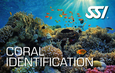 Coral Identification Specialty